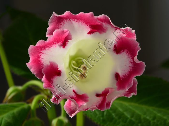Gloxinia Rosalinda - GLOXINIA _ SINNINGIA