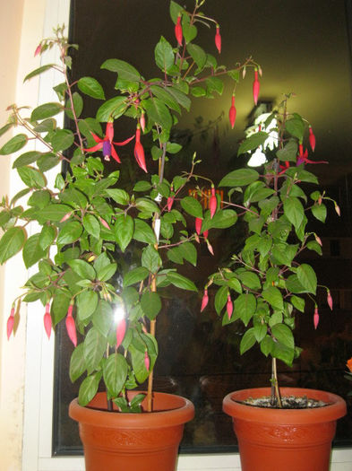 IMG_2528 - fuchsia