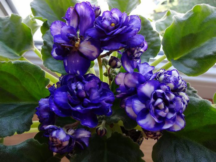 DSC01806 - Pat Tracey