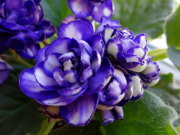 DSC01807 - Pat Tracey