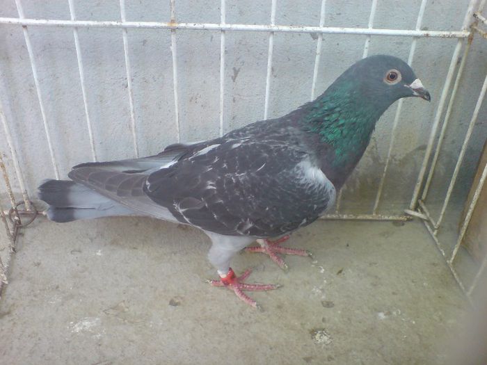 Ro 10-0676146 vandut - Voiajori straini 7 vanduti