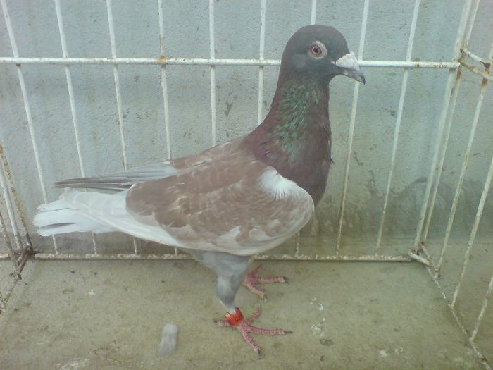 Ro 10-0764575 - Voiajori straini 7 vanduti