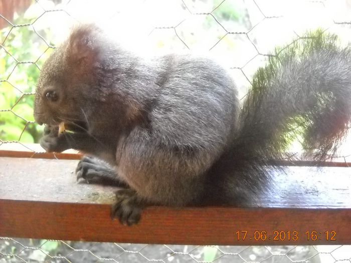 DSCN7500 - Veverite japoneze