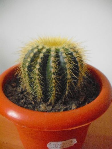 Eriocactus Warrasii - Eriocactus