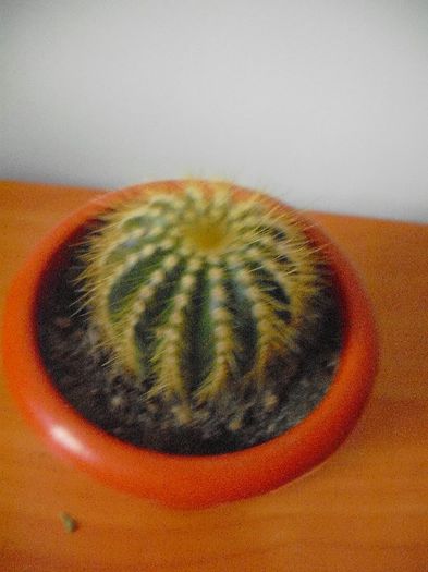 Eriocactus Warrasii - Eriocactus