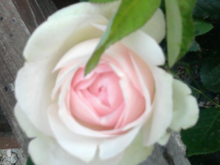 Fotografie2579 - eden rose