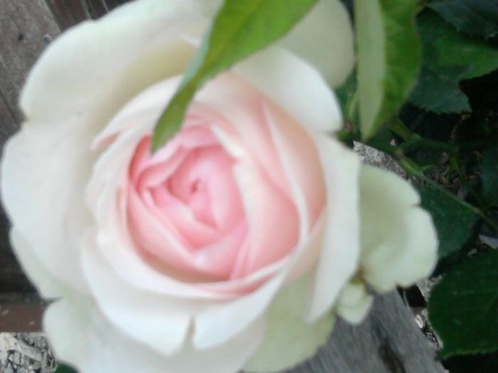 Fotografie2578 - eden rose