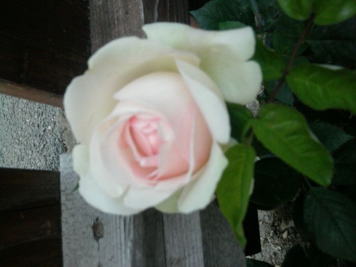 Fotografie2573 - eden rose