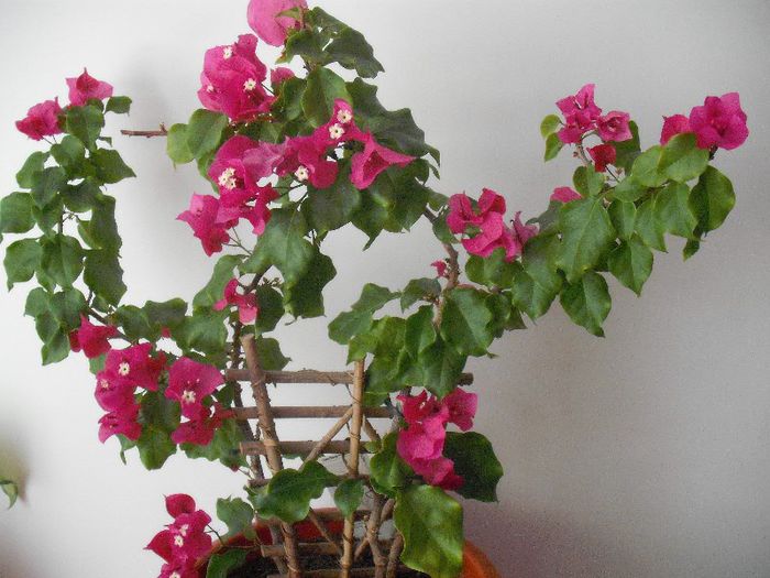 BOUGAINVILLEA Vera Deep Purple; Bougainvillea
