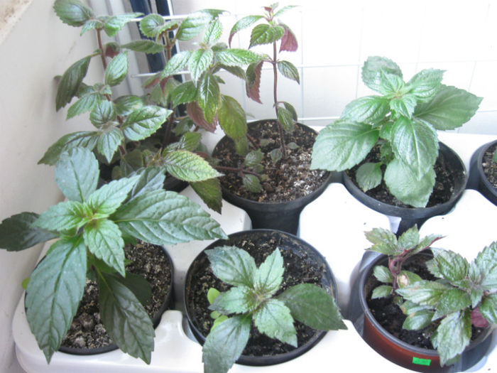 021  iunie - 2013 - Achimenes