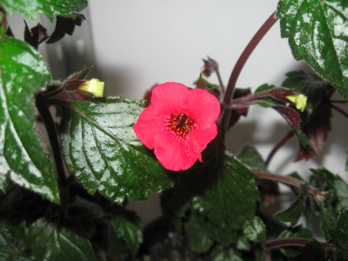 030 RED ELFEE primul harnicut 17-06- 2013 - Achimenes