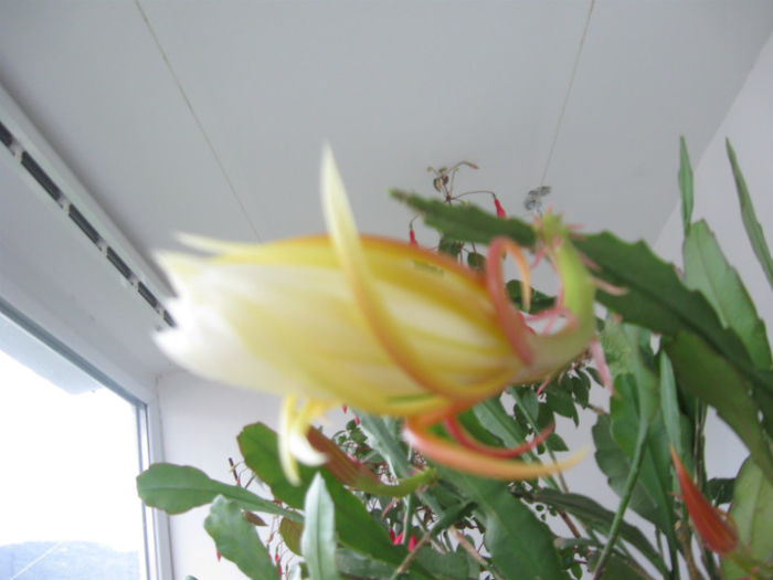 029_17-iunie_2013 - Alte flori