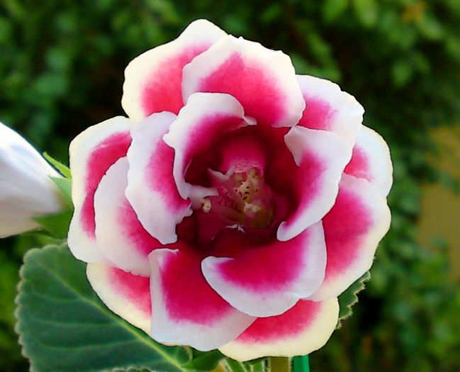 Scarlet (multumesc, Corina)