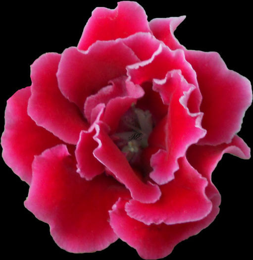 Extasyfloare - Gloxinia Extasy