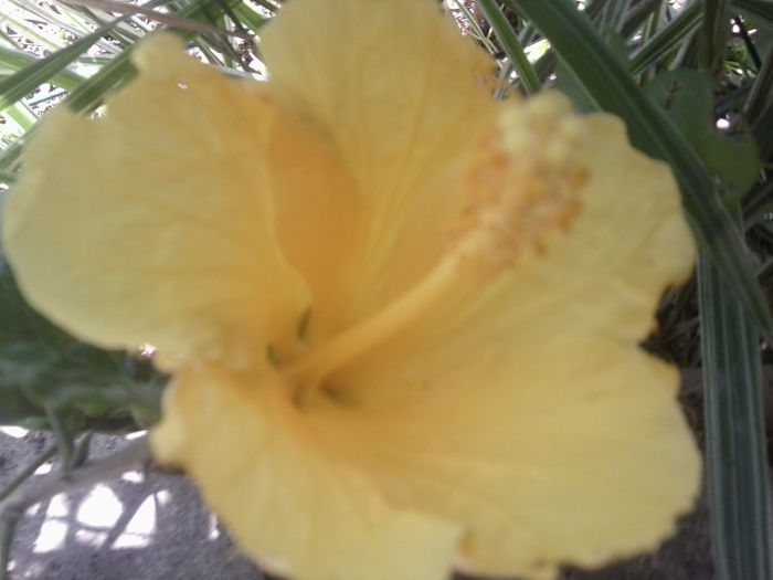 Fotografie2994 - flori de gradina 2013