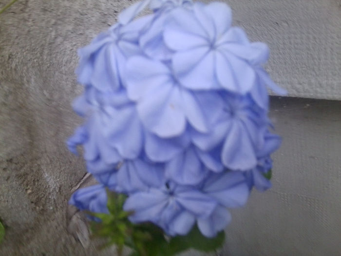 Fotografie2997 - flori de gradina 2013