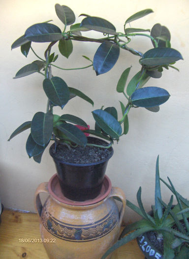 Stephanotis 001 - Stephanotis