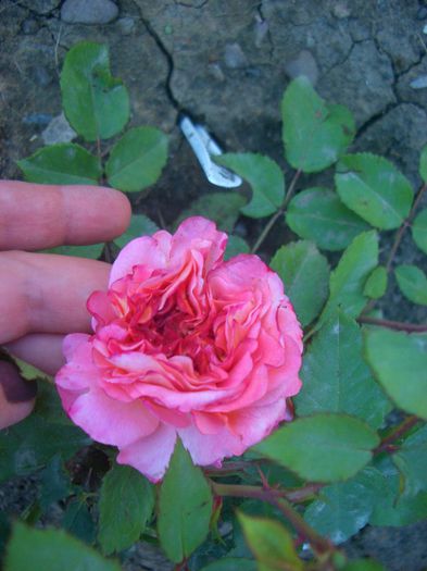 Augusta Luise ® • Fox-Trot ® • Hayley Westenra • Rachel • TANgust; Hybrid Tea.  Bred by Hans Jürgen Evers (Germany, 1999). 
Introduced in Germany by Rosen-Tantau/Tantau Roses in 1999
