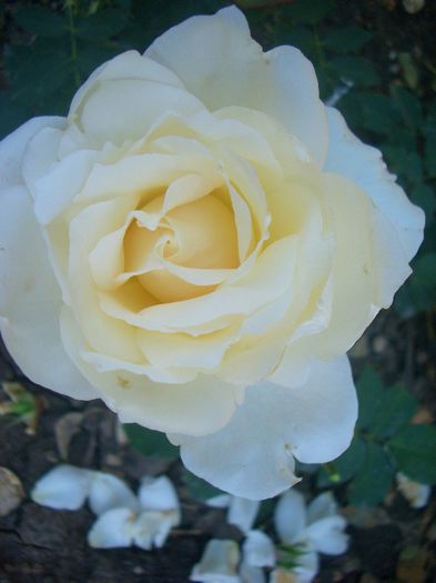 Virgo • Virgo Liberationem; Hybrid Tea.  Bred by Charles Mallerin (France, 1947).
