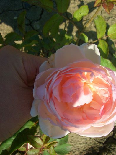 Madame Figaro ® • Delrona - trandafiri 2013 - part IV