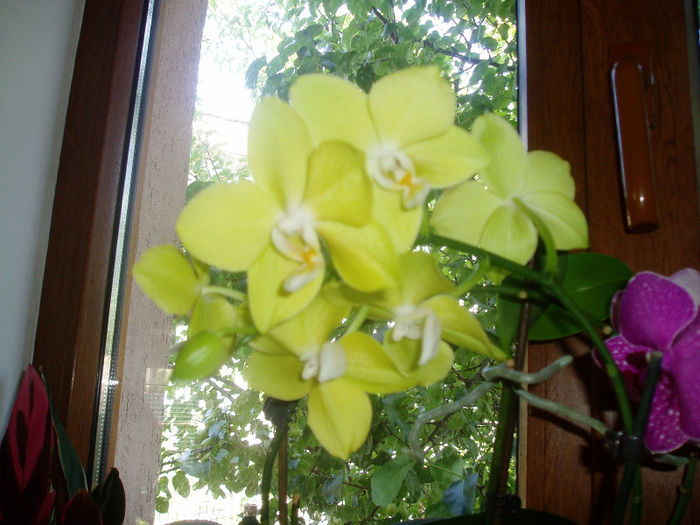 P1010193 - FLORI 2013