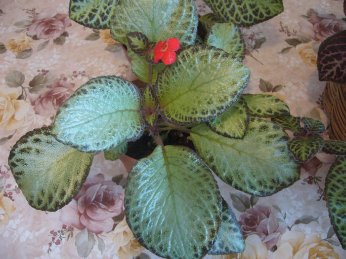 P1050705 - EPISCIA