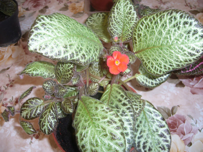 P1050710 - EPISCIA