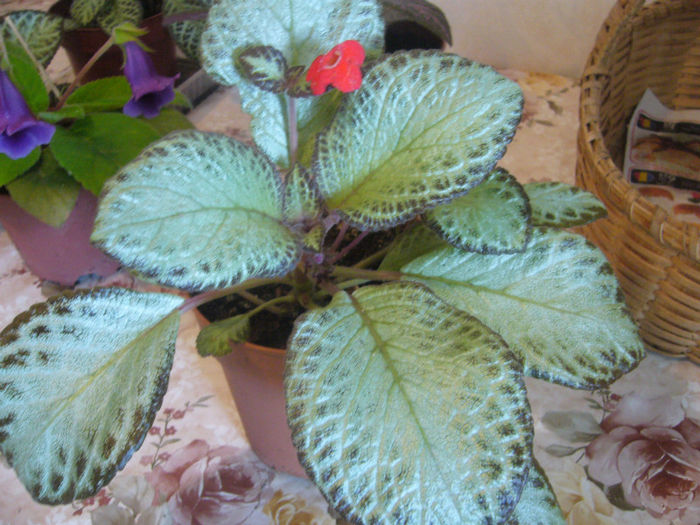 P1050716 - EPISCIA