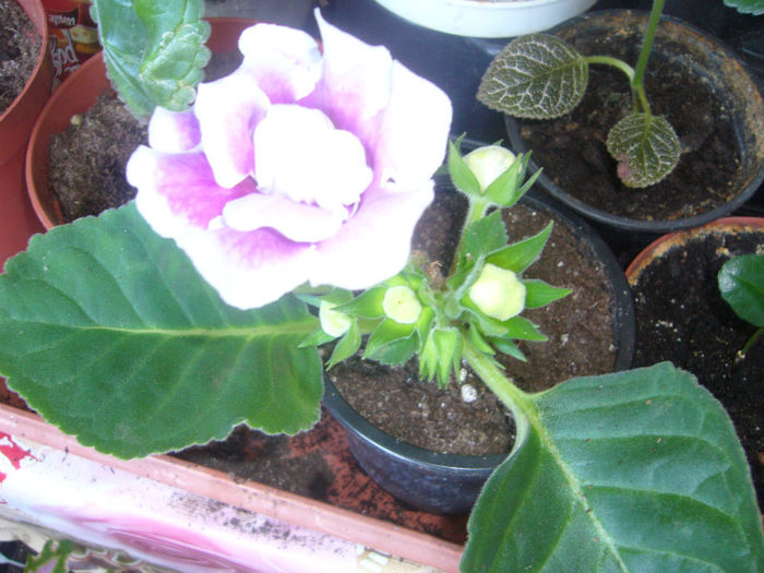 Gloxinia - Plante de apartament