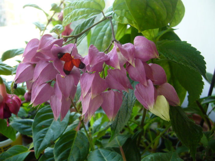 Clerodendrom - Plante de apartament