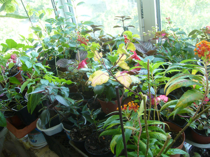 Mix de plante - Plante de apartament