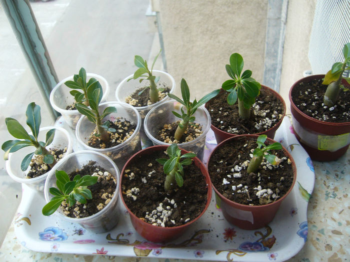 Mix adenium 2