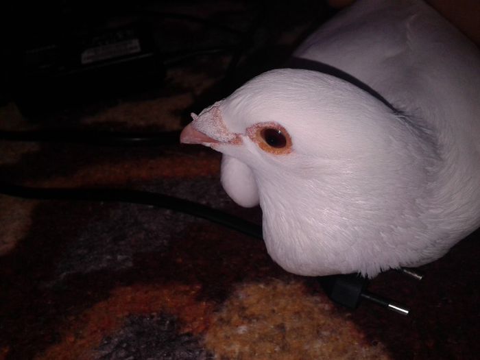 mascul dv scapat de la matca