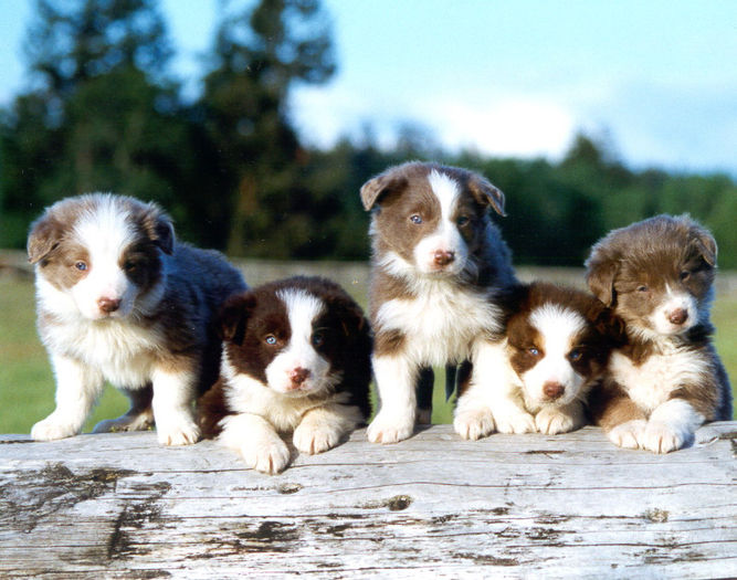 5bc puppies - border collie