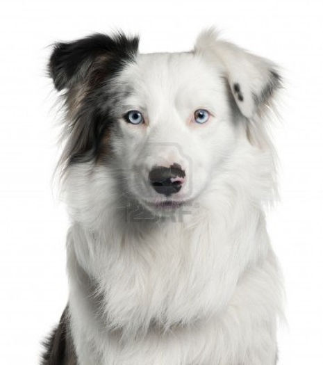 9564078-close-up-of-border-collie-2-years-old-in-front-of-white-background - border collie