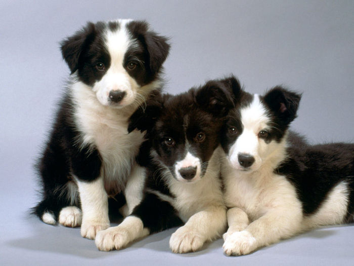 Black and White Border Collie Pups - border collie
