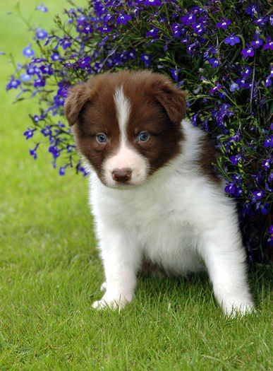 bordercollie