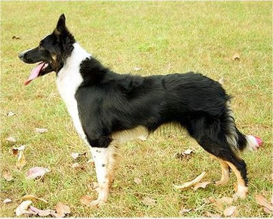 BorderCollienouba1 - border collie