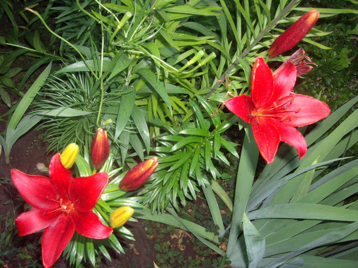 IMGP4990 - achizitii crini planteo 2013