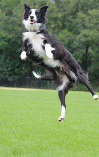 BorderColliePurebredDogWorkingKodaJump - border collie