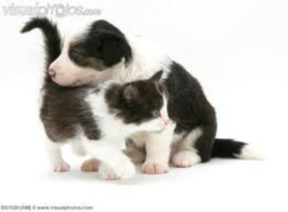 images - border collie