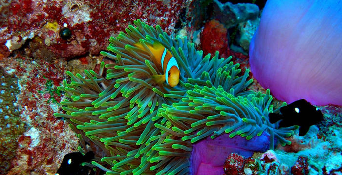 pew_chagos-anemonefish-3 - ocean