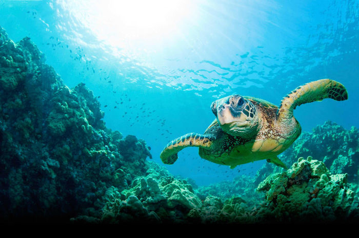 turtle - ocean