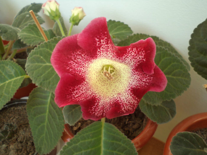 Tigrina Red - gloxinii_2013