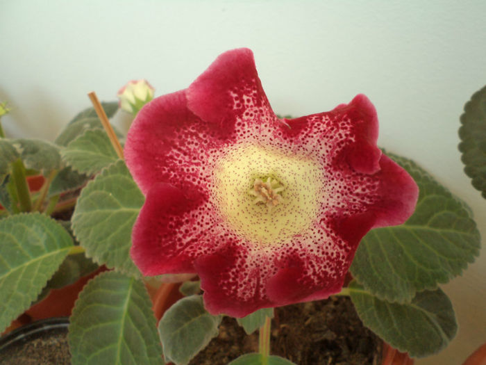 Tigrina Red - gloxinii_2013