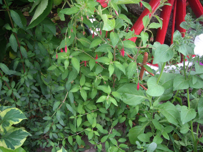 fuchsia Riccartonii - trandafiri si peisaje 2013-3