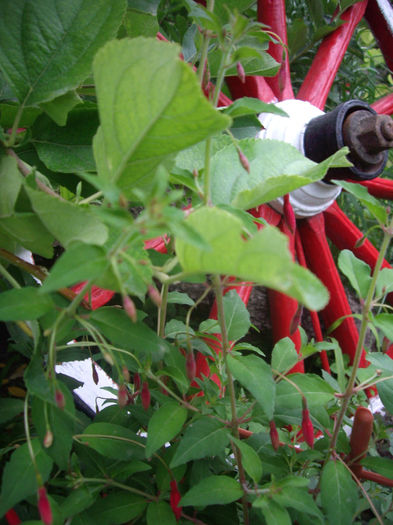 fuchsia Riccartonii - trandafiri si peisaje 2013-3