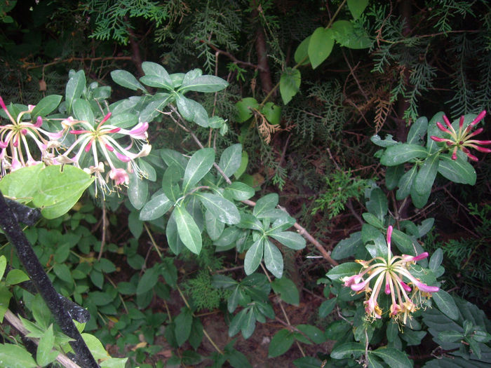 IMGP4871