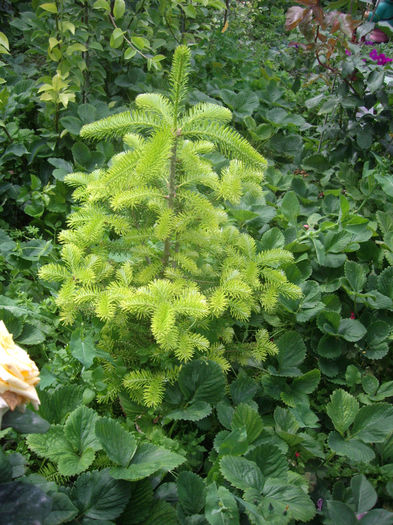 Abies Koreana-brad corean