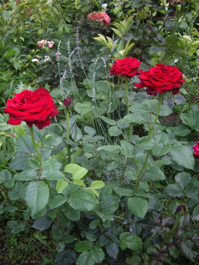 IMGP4874